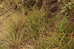 Leptospermum microcarpum