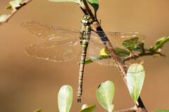 Rhionaeschna planaltica