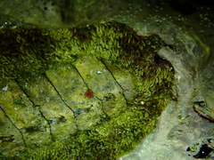 Acanthopleura gemmata