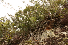 Melaleuca comboynensis