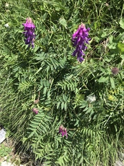 Hedysarum hedysaroides