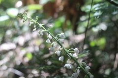 Calanthe calanthoides
