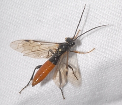 Tenthredopsis litterata