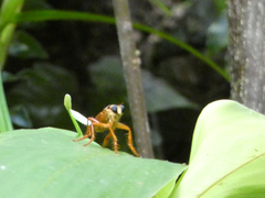 Smeryngolaphria numitor