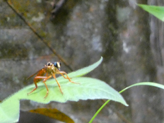 Smeryngolaphria numitor