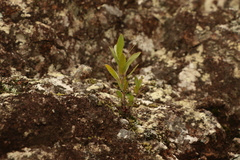 Melaleuca comboynensis