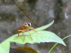 Smeryngolaphria numitor