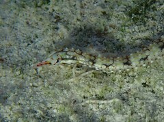 Corythoichthys flavofasciatus