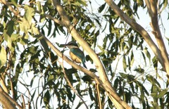 Todiramphus sanctus sanctus