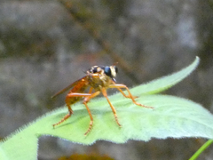 Smeryngolaphria numitor