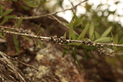 Melaleuca comboynensis