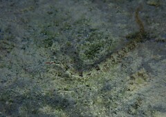 Corythoichthys flavofasciatus