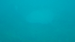 Hypanus longus