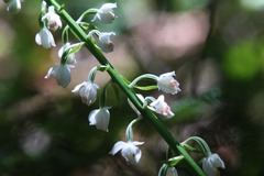 Calanthe calanthoides