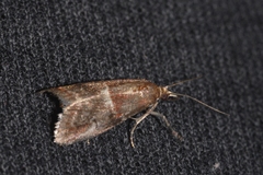 Acrobasis marmorea