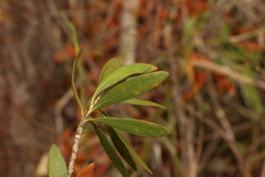 Melaleuca comboynensis