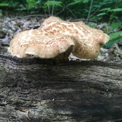 Bresadolia craterella