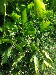Levisticum officinale