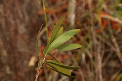 Melaleuca comboynensis