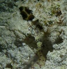 Corythoichthys flavofasciatus