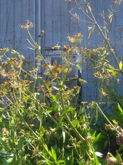 Levisticum officinale