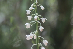 Calanthe calanthoides