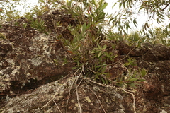 Melaleuca comboynensis