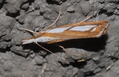 Catoptria myella