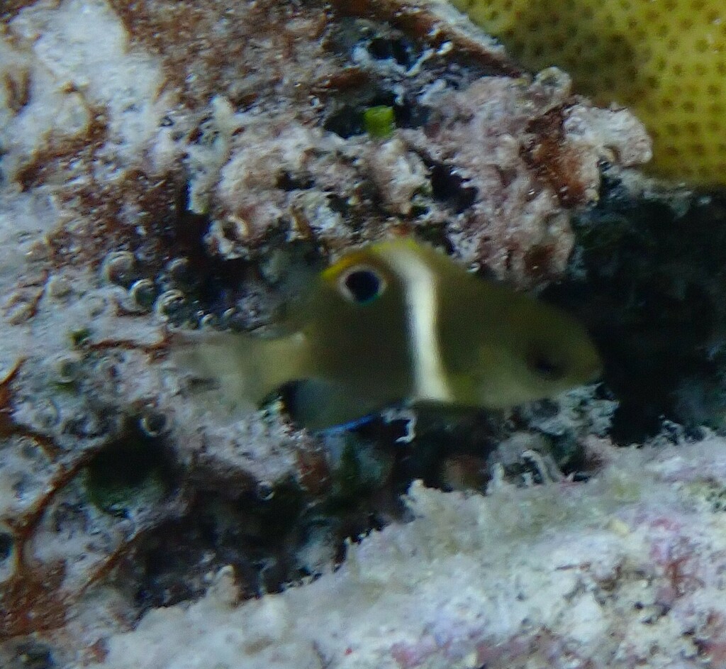 Twinspot damselfish