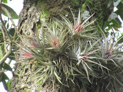 Kamm's Tillandsia (Tillandsia kammii)