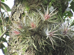 Tillandsia kammii