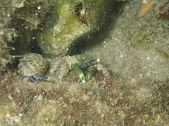Mithraculus sculptus