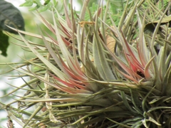 Tillandsia kammii