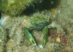 Mithraculus sculptus