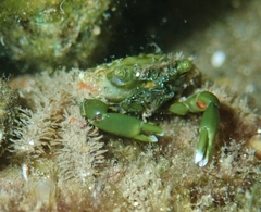 Mithraculus sculptus