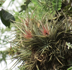 Tillandsia kammii