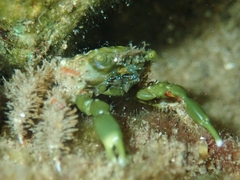 Mithraculus sculptus
