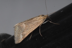 Pyrausta aerealis