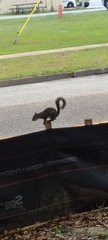 Sciurus carolinensis