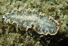 Prostheceraeus crozieri