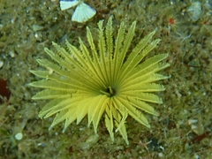 Notaulax occidentalis