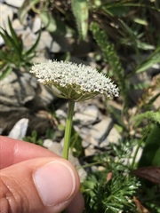 Mutellina purpurea