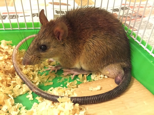 Oriental House Rat