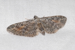 Eupithecia icterata