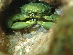 Mithraculus sculptus