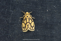 Miltochrista conjunctana