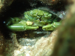 Mithraculus sculptus