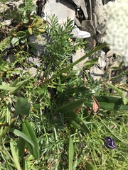 Mutellina purpurea