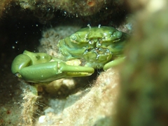 Mithraculus sculptus