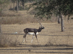 Antilope cervicapra